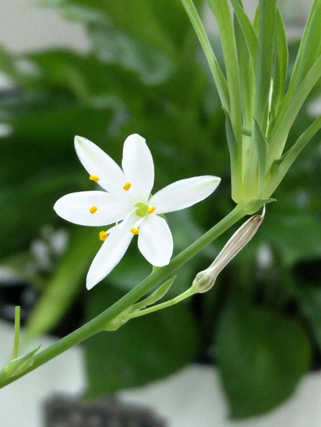 用料考究 来自非洲原始森林的非洲黑檀，为檀语的材料。非洲黑檀生长在非洲的热带和热带雨林地区。由于木材含油量高，其抗水性极好，特别是在南方或沿海等潮湿环境，其优势会更加明显；另一方面，其稳定性高，不易发生受潮，发霉，开裂等问题。檀语所选材料非洲黑檀为家具制作的优秀木料！